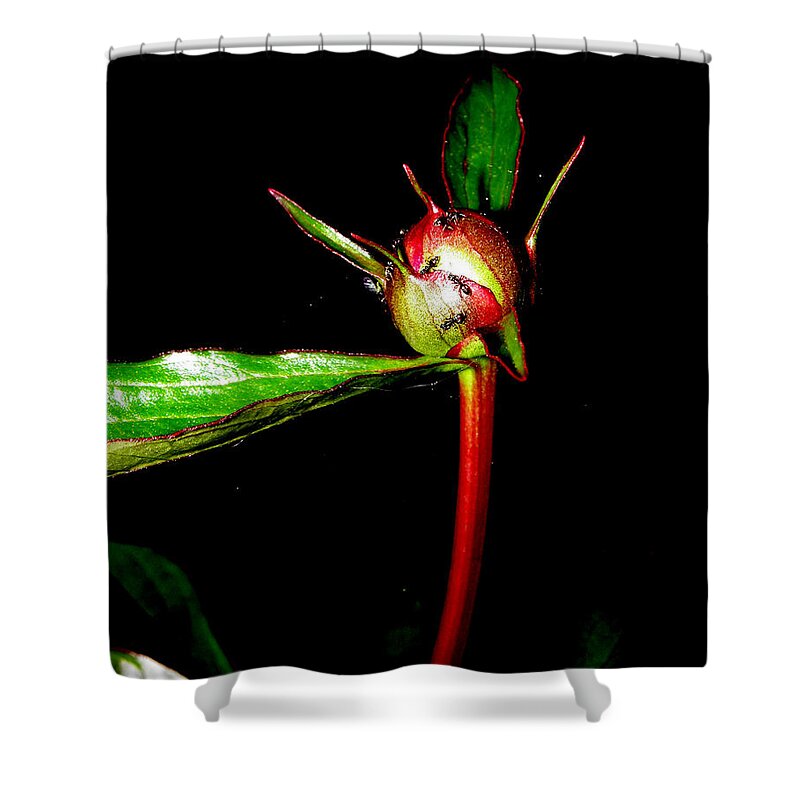Abstract Photography Shower Curtain featuring the photograph Peony Bud by Kim Galluzzo