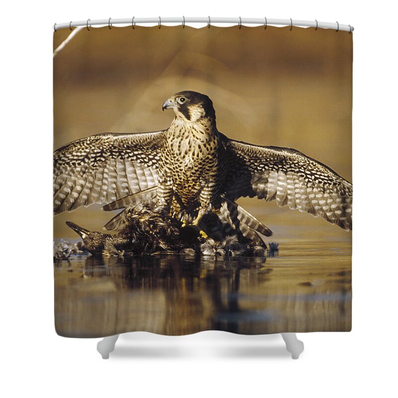 00170087 Shower Curtain featuring the photograph Peregrine Falcon Adult In Protective by Tim Fitzharris