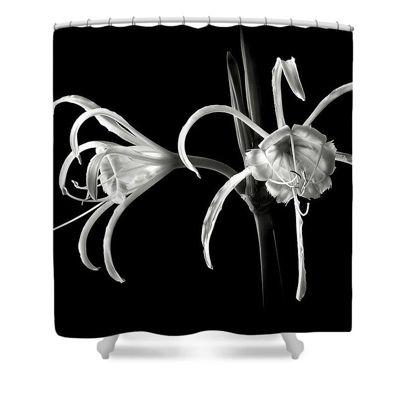 Flower Shower Curtain featuring the photograph Peruvian Daffodil in Black and White by Endre Balogh
