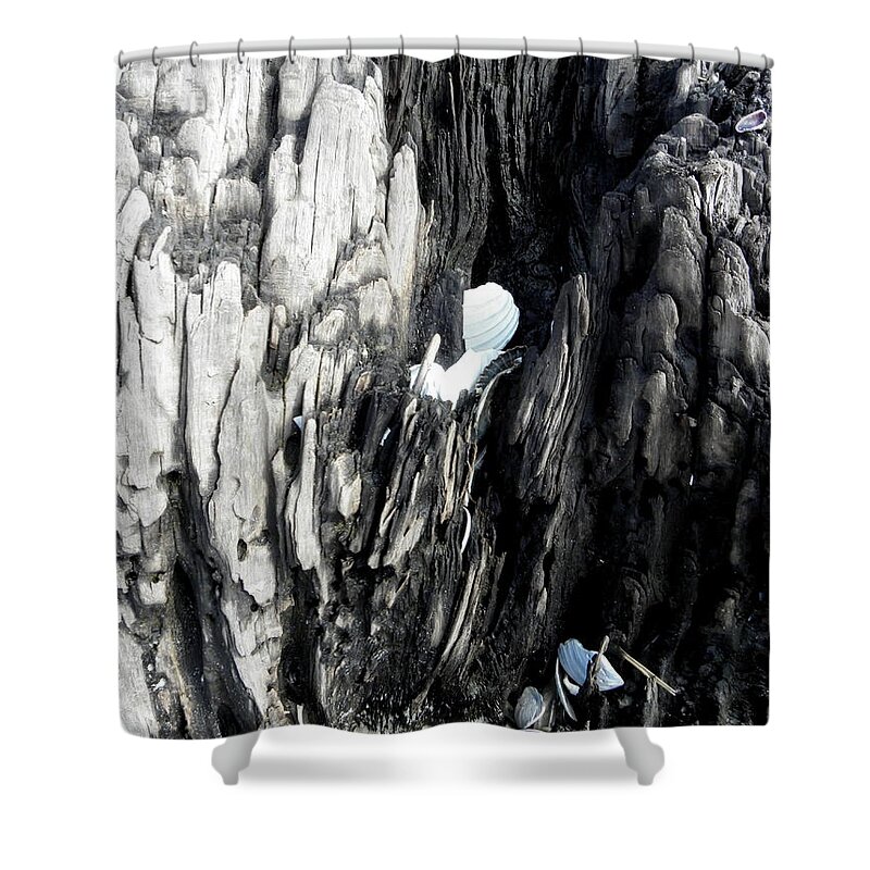 Petrified Shower Curtain featuring the photograph Petrified Tree Seaside by Kim Galluzzo