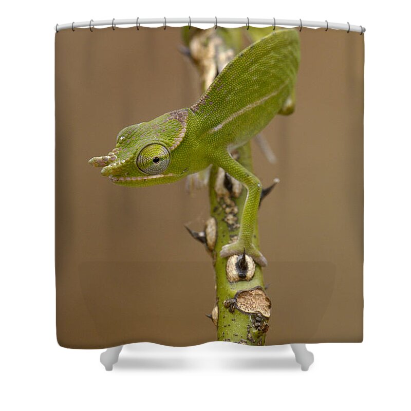 Mp Shower Curtain featuring the photograph Petters Chameleon Furcifer Petteri by Pete Oxford