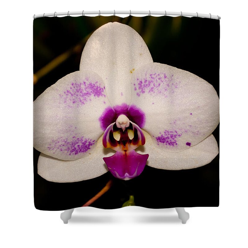Phalaenopsis White Orchid Shower Curtain featuring the photograph Phalaenopsis White Orchid by Tikvah's Hope