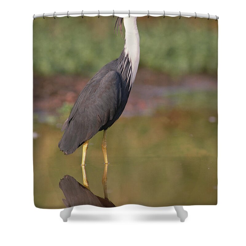 Mp Shower Curtain featuring the photograph Pied Heron Ardea Picata Wading by Gerry Ellis