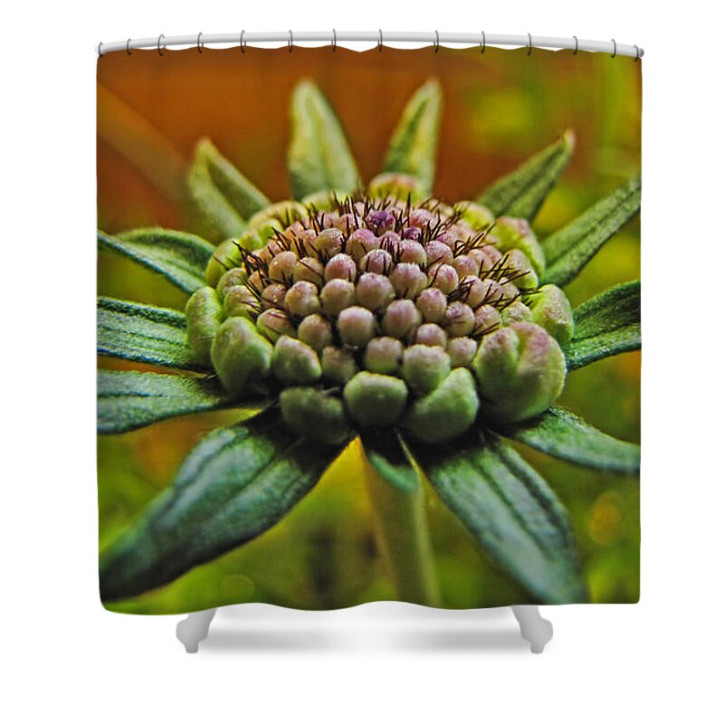 Flowers Shower Curtain featuring the photograph Pinchshin bud by Debbie Portwood