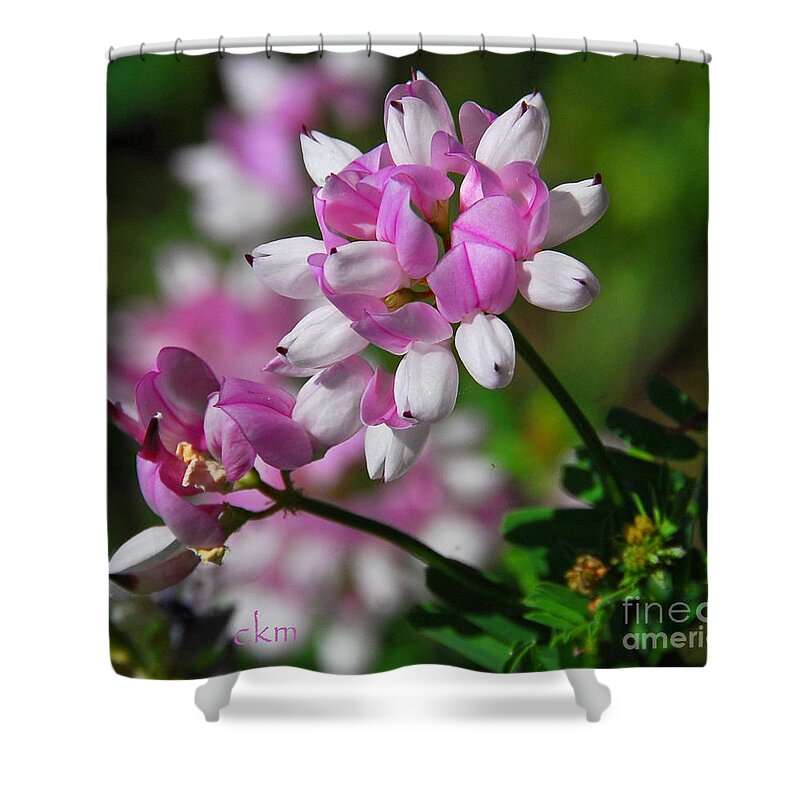 Floral Shower Curtain featuring the photograph Pink and White by Cindy Manero