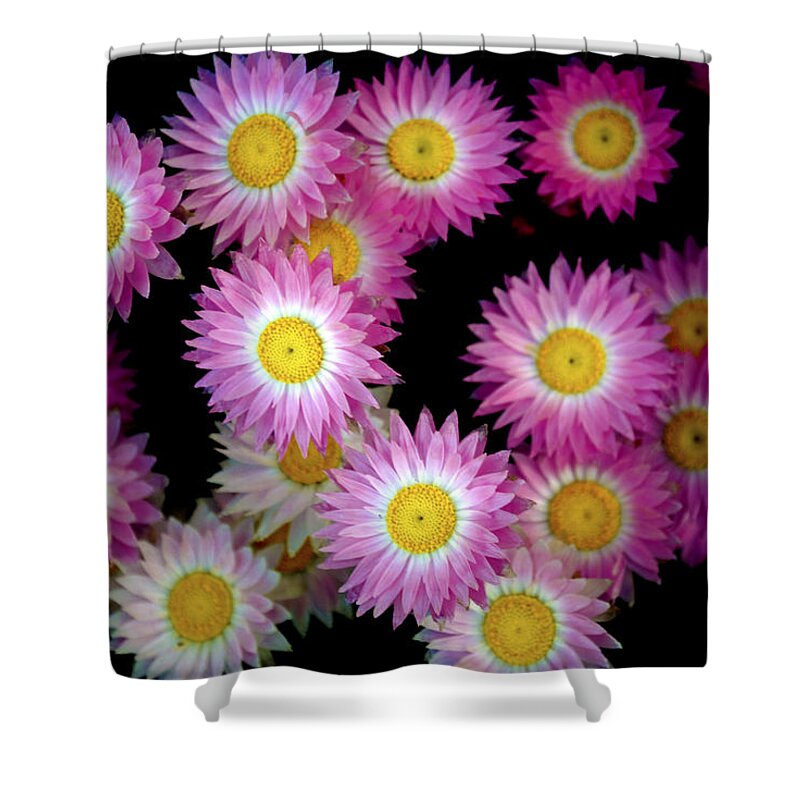 Pink Shower Curtain featuring the photograph Pink Flowers At Dawn 3 by Sumit Mehndiratta