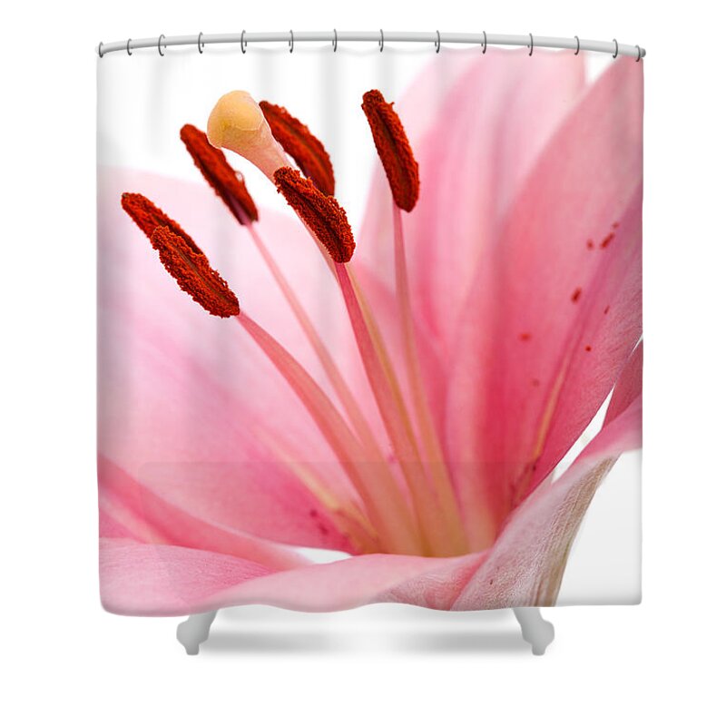 Lily Shower Curtain featuring the photograph Pink Lilies 02 by Nailia Schwarz