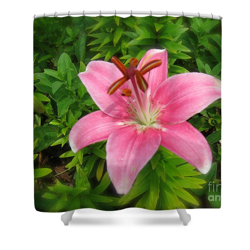 Lily Shower Curtain featuring the photograph Pink Lily by Nancy Patterson