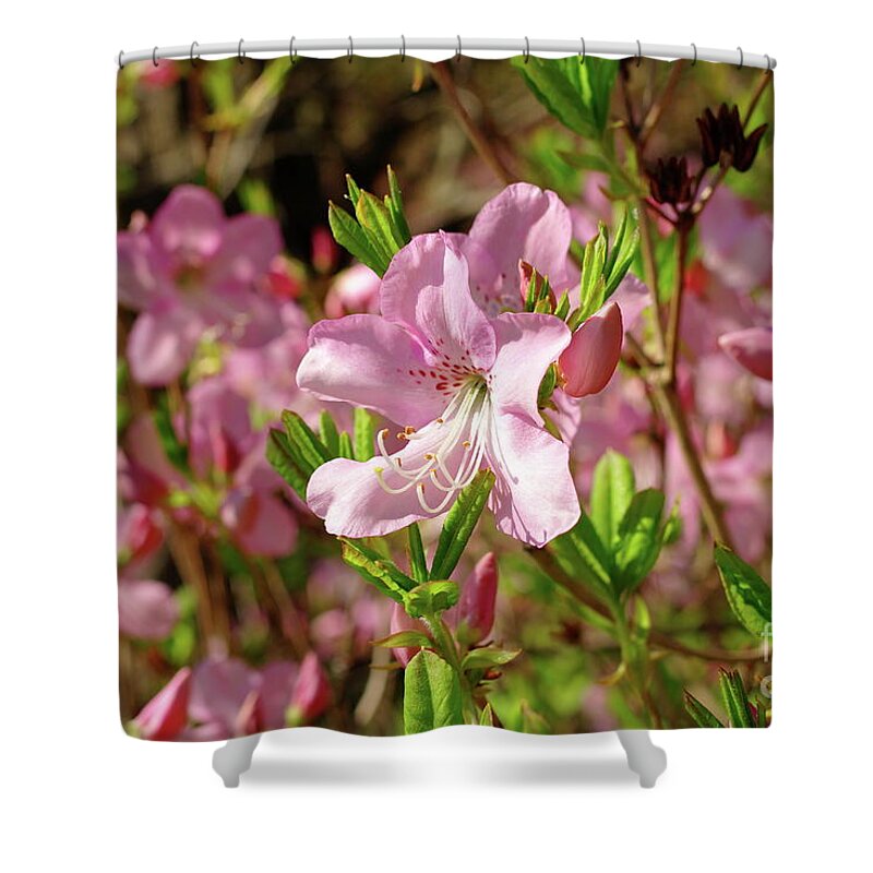 Magnolia Shower Curtain featuring the photograph Pink Magnolia by Dariusz Gudowicz