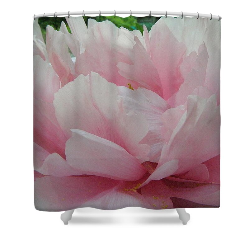 Pink Shower Curtain featuring the photograph Pink Peony by Kim Galluzzo