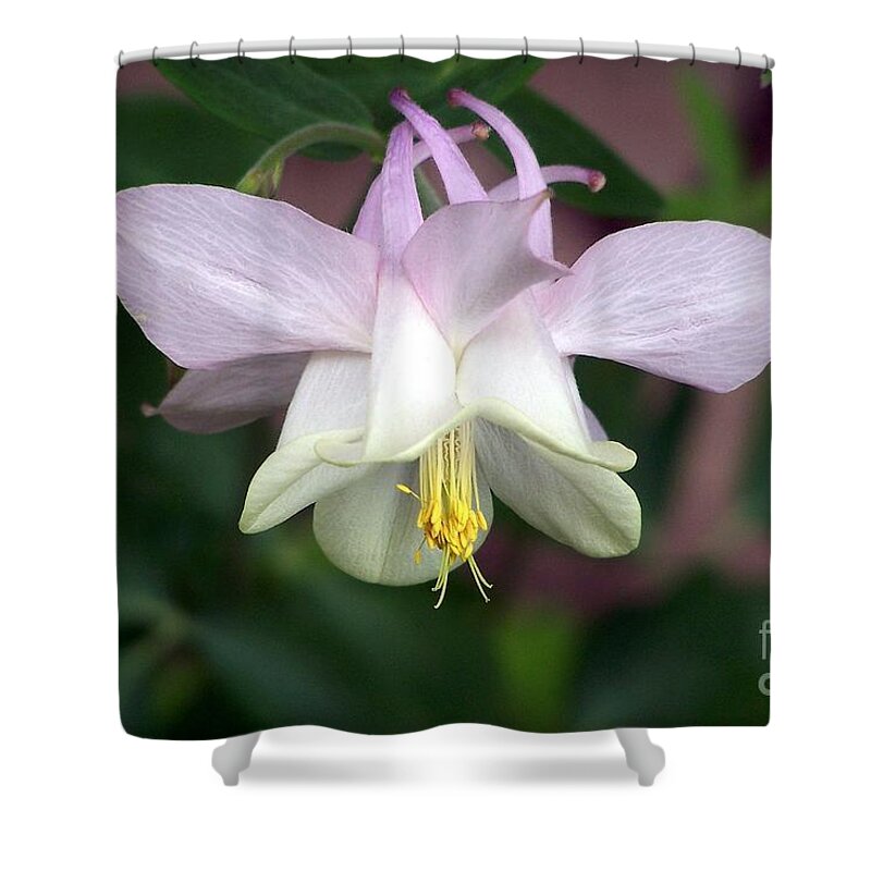 Columbine Shower Curtain featuring the photograph Pink Perfection by Dorrene BrownButterfield