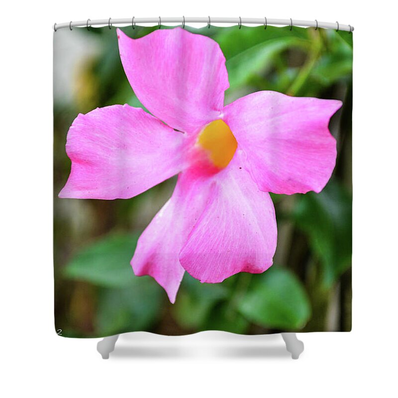 Flowers Shower Curtain featuring the photograph Pink by Shannon Harrington