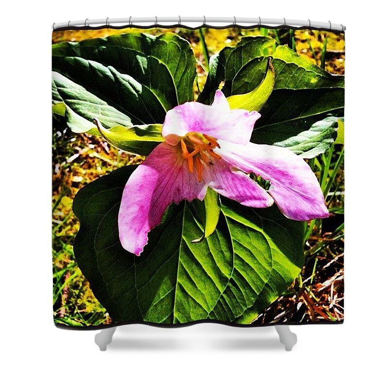 Hubflowers Shower Curtain featuring the photograph Pink Trillium I By Anna Porter #flowers by Anna Porter