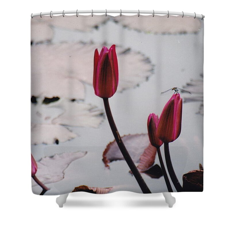 Water Lily Shower Curtain featuring the photograph Pink Water Lily Buds by Barbara Plattenburg
