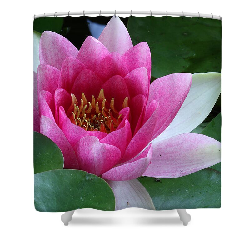 Nymphaea Shower Curtain featuring the photograph Pink Water Lily by Daniel Reed