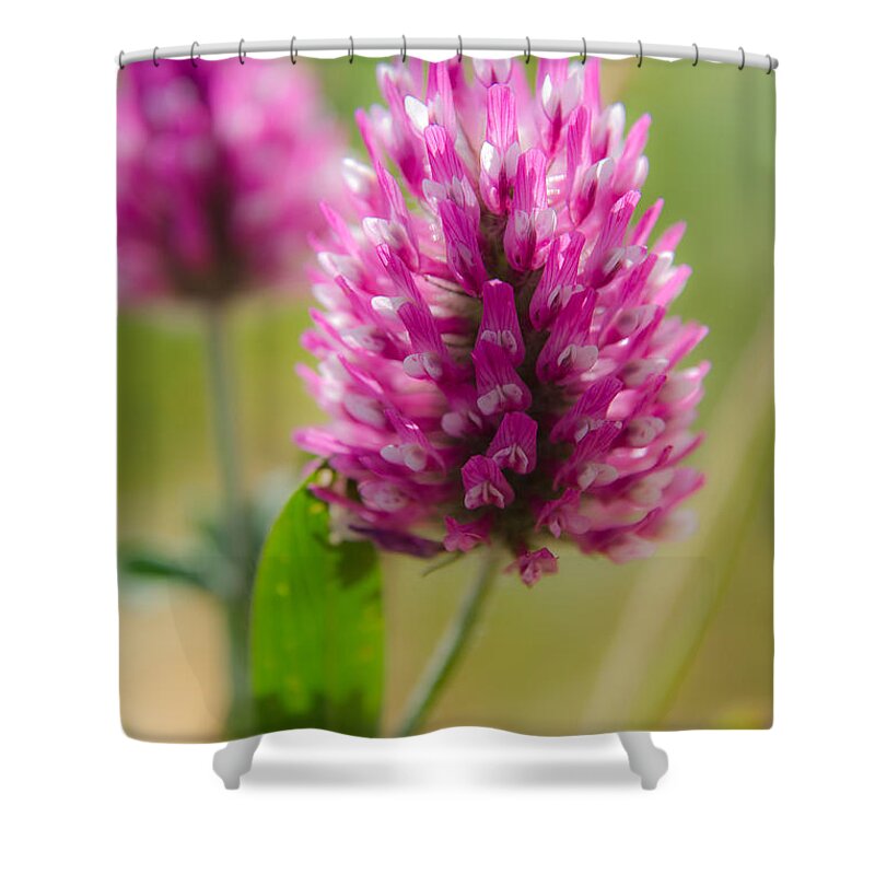 Barley Shower Curtain featuring the photograph Pink wildflower by Michael Goyberg