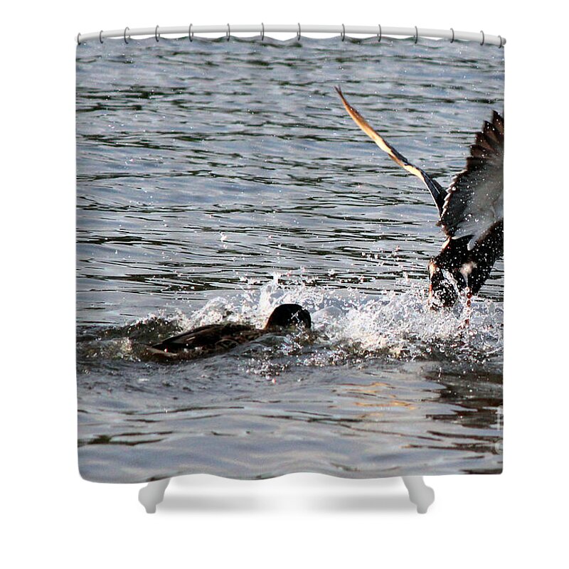 Ducks Shower Curtain featuring the photograph Playing Chase by Kathy White