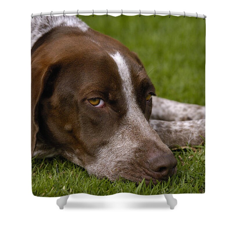 Mp Shower Curtain featuring the photograph Pointer Canis Familiaris, England by Pete Oxford