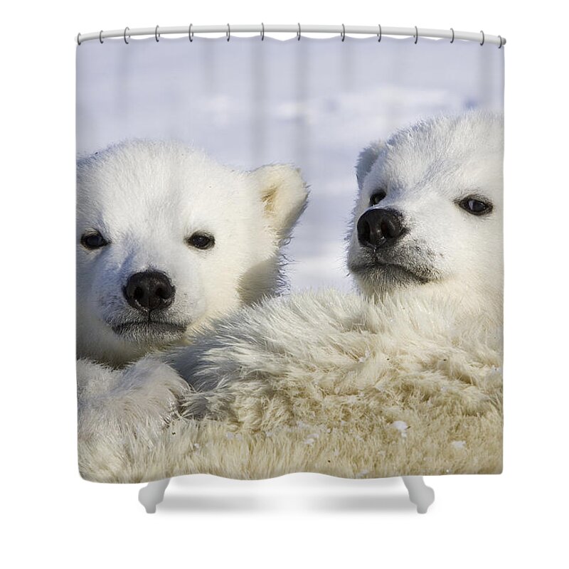 00761351 Shower Curtain featuring the photograph Polar Bear Cubs Ursus Maritimus by Suzi Eszterhas