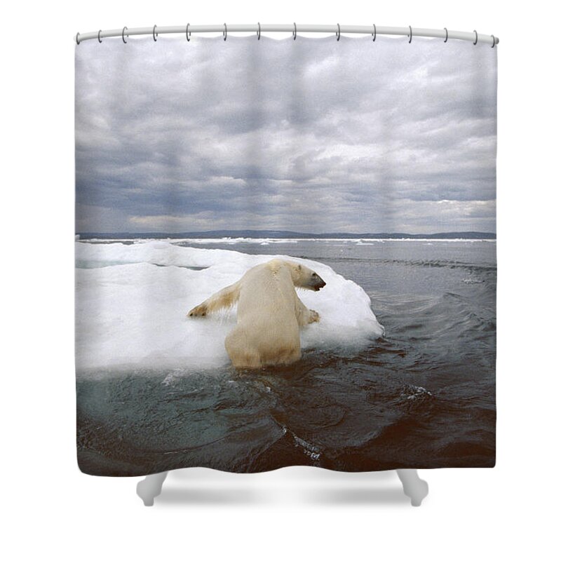 Mp Shower Curtain featuring the photograph Polar Bear Ursus Maritimus Hauling by Flip Nicklin