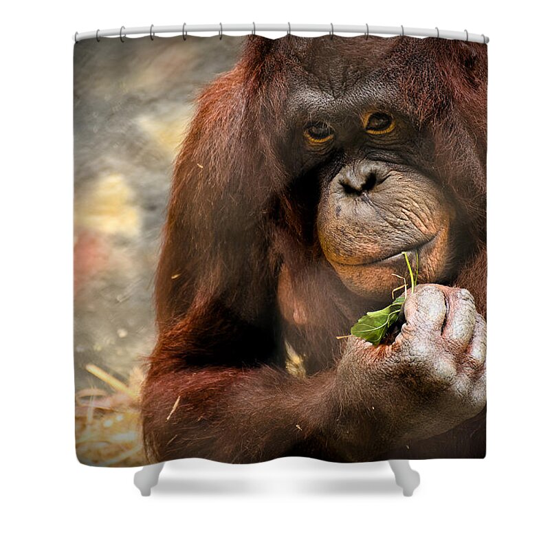 Orangutan Shower Curtain featuring the photograph Pondering by Mark Papke