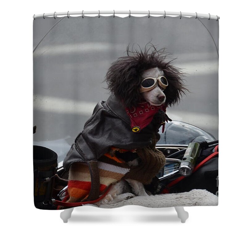 Dog Shower Curtain featuring the photograph Poodle on a bike by Randy J Heath