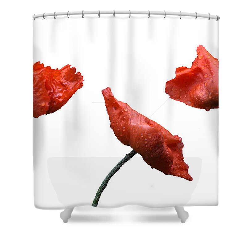 Poppy Shower Curtain featuring the photograph Poppies on White by Dawn OConnor