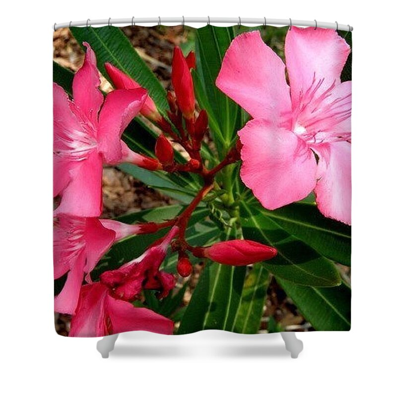 Pink Shower Curtain featuring the photograph Popping Pink by Kim Galluzzo Wozniak