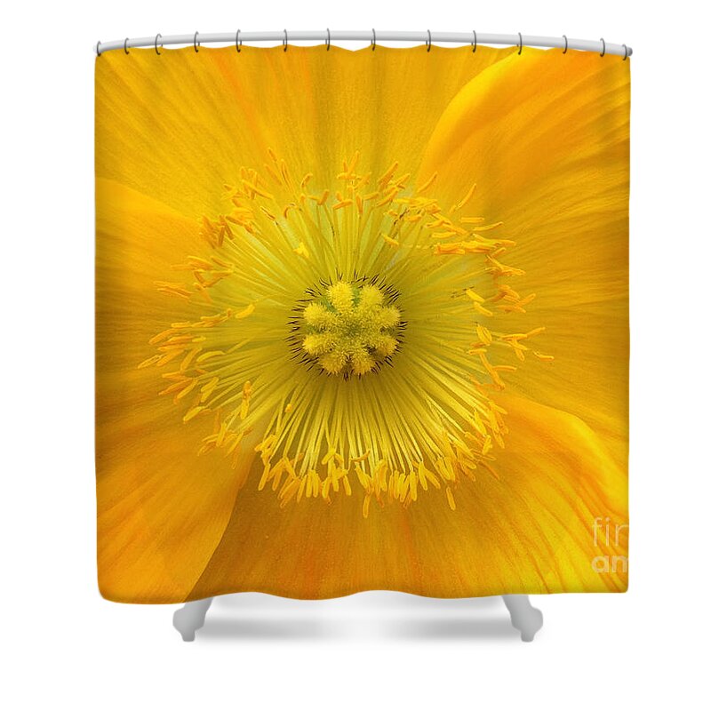 Yellow Shower Curtain featuring the photograph Poppy 2 by Jacklyn Duryea Fraizer
