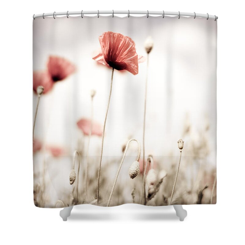 Poppy Shower Curtain featuring the photograph Poppy Flowers 15 by Nailia Schwarz