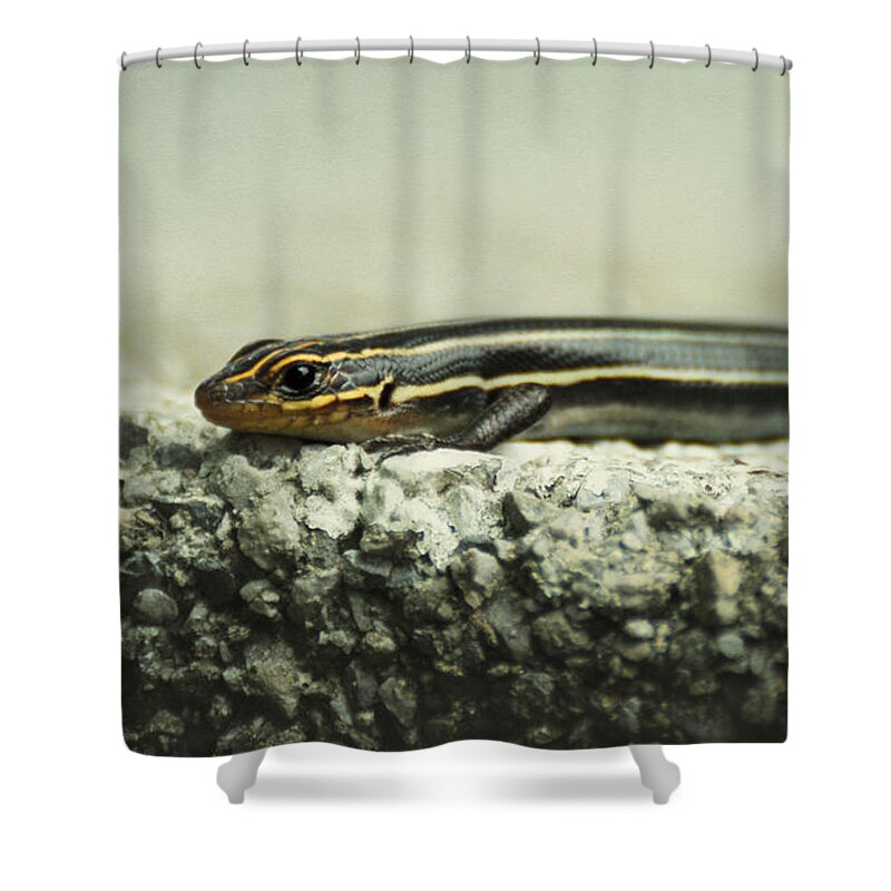 Eumeces Fasciatus Shower Curtain featuring the photograph Portrait of a Young Skink by Rebecca Sherman
