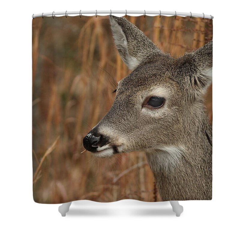 Odocoileus Virginanus Shower Curtain featuring the photograph Portrait Of Browsing Deer by Daniel Reed