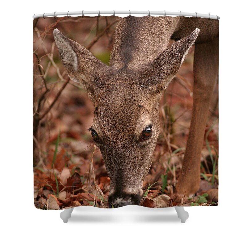 Odocoileus Virginanus Shower Curtain featuring the photograph Portrait Of Browsing Deer Two by Daniel Reed