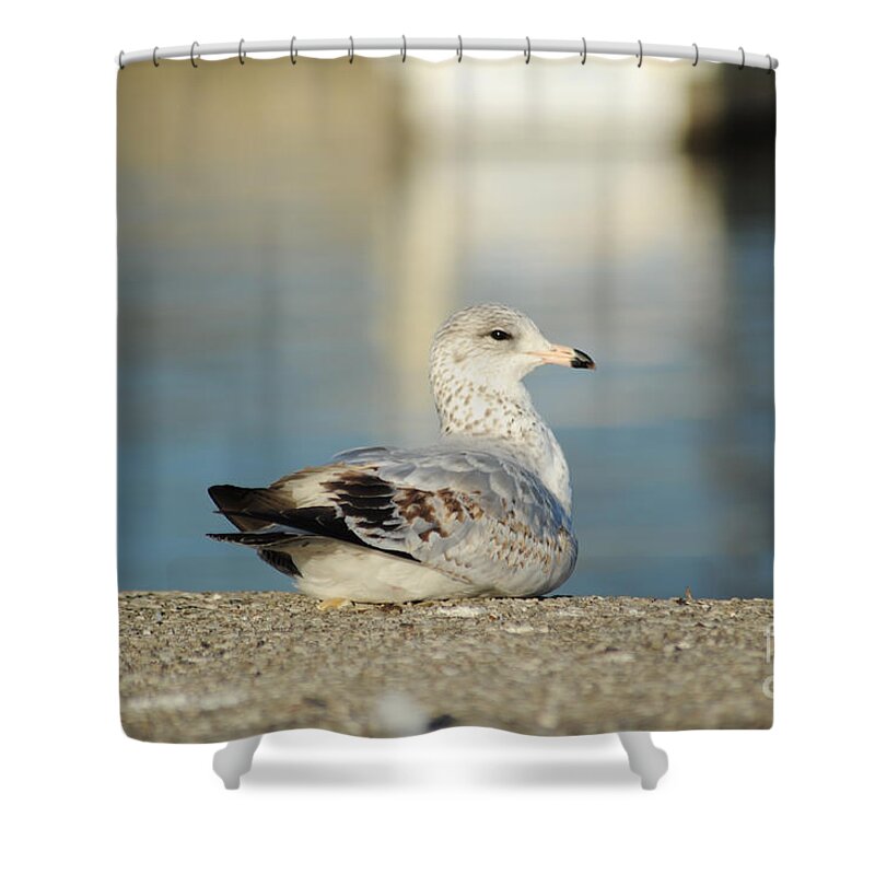Pose Shower Curtain featuring the photograph Poser by Elaine Mikkelstrup