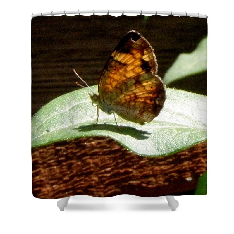 Frittilary Shower Curtain featuring the photograph Posing For A Pic by Kim Galluzzo Wozniak