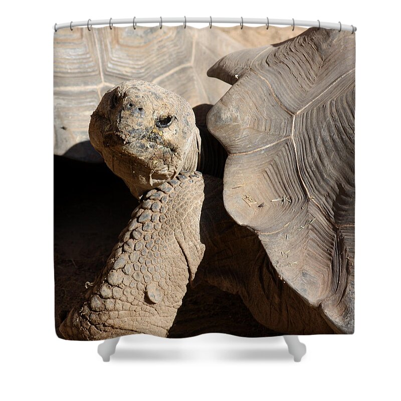 Tortoise Shower Curtain featuring the photograph Posing For Pictures by Kim Galluzzo Wozniak
