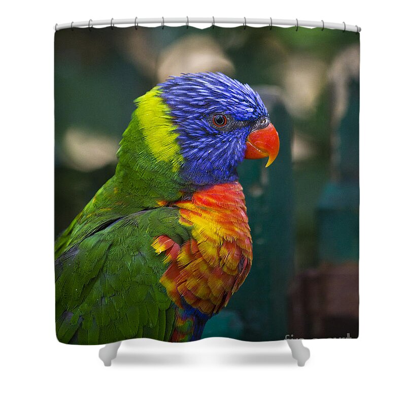 Clare Bambers Shower Curtain featuring the photograph Posing Rainbow Lorikeet. by Clare Bambers
