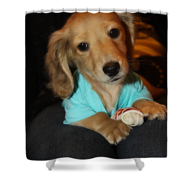 Puppy Shower Curtain featuring the photograph Precious Puppy by Diana Haronis
