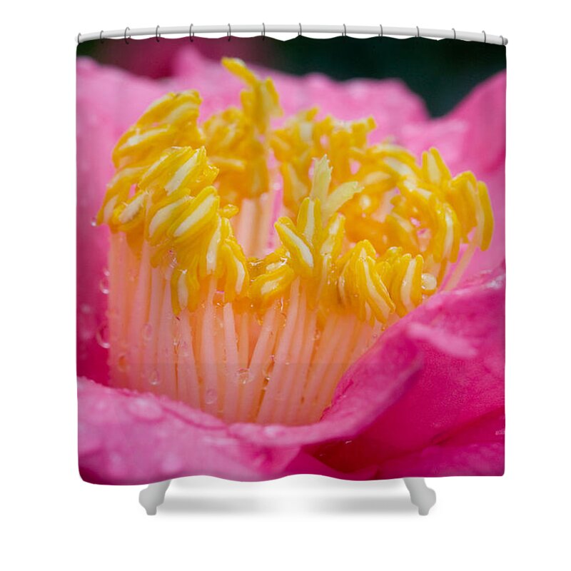 Camellia Shower Curtain featuring the photograph Pretty in Pink by Rich Franco
