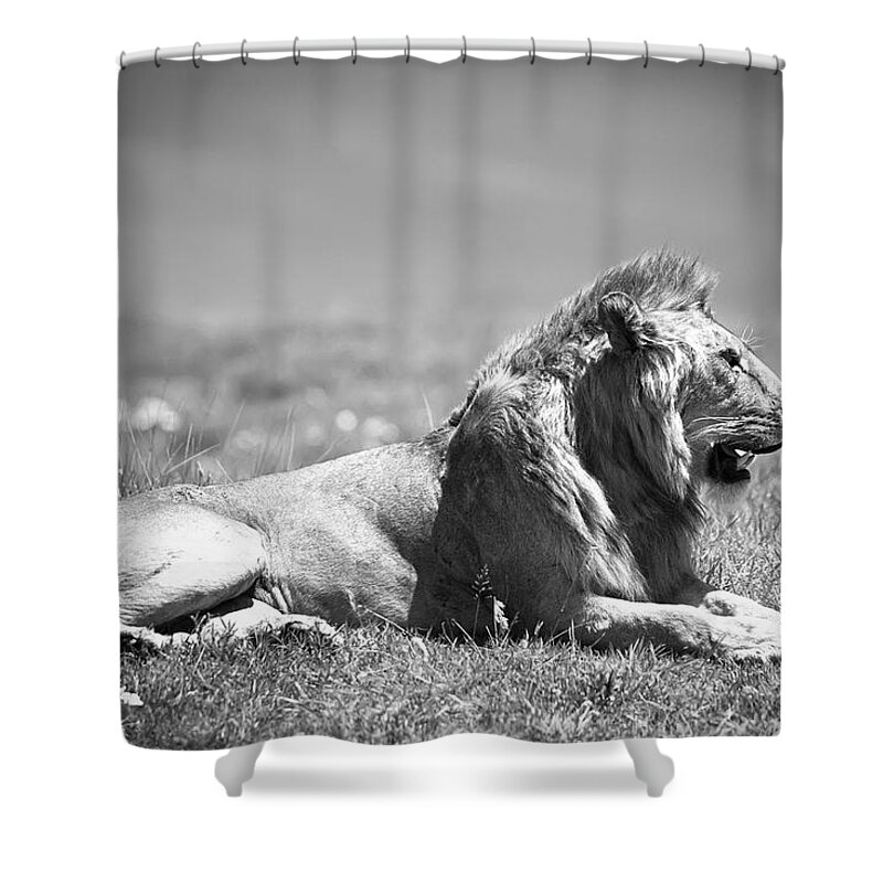 Africa Shower Curtain featuring the photograph Pride in Black and White by Sebastian Musial