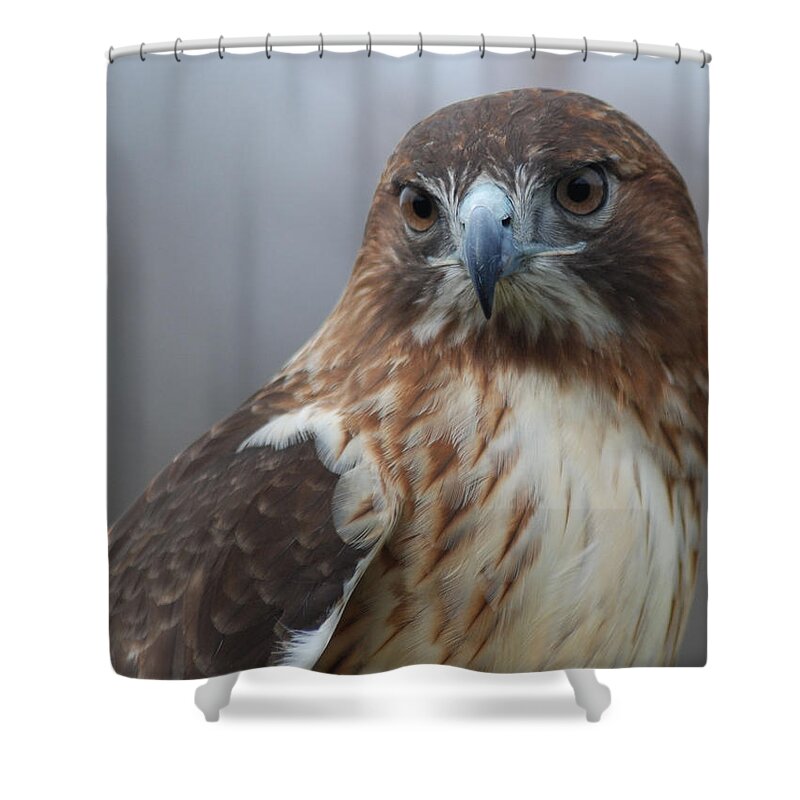 Hawk Shower Curtain featuring the photograph Proud Prince of the Skies by Richard Bryce and Family