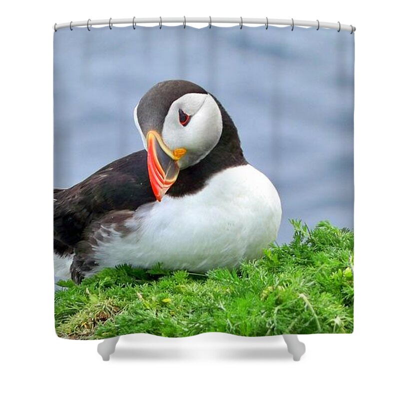 Puffin Shower Curtain featuring the photograph Puffin by Lynn Bolt