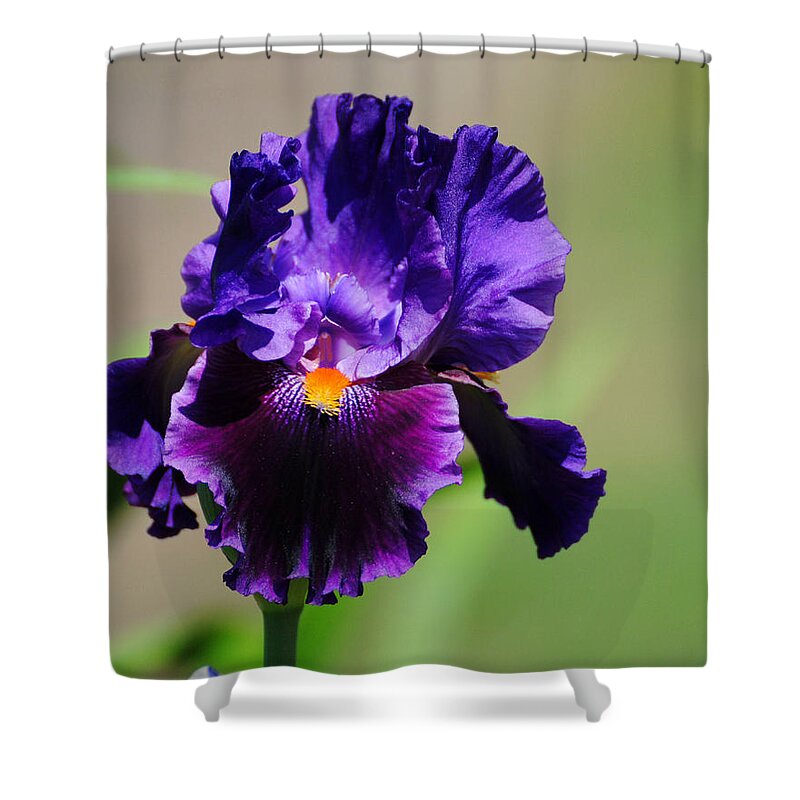 Beautiful Iris Shower Curtain featuring the photograph Purple and Orange Iris 2 by Jai Johnson