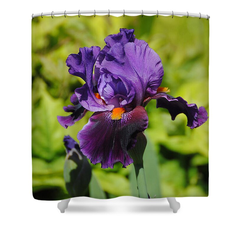Beautiful Iris Shower Curtain featuring the photograph Purple and Orange Iris Flower by Jai Johnson