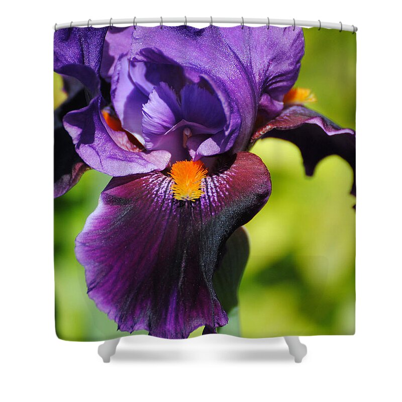 Beautiful Iris Shower Curtain featuring the photograph Purple and Orange Iris II by Jai Johnson