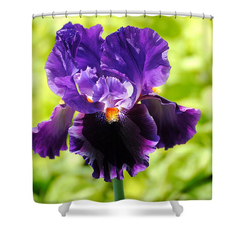 Flower Shower Curtain featuring the photograph Purple and Orange Iris by Jai Johnson