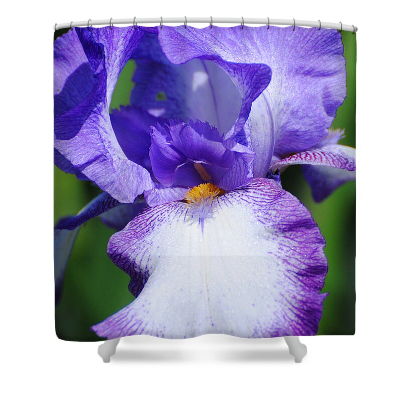 Beautiful Iris Shower Curtain featuring the photograph Purple and White Iris Flower by Jai Johnson