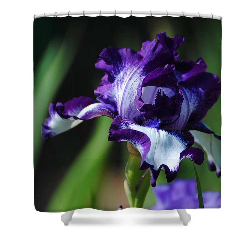 Beautiful Shower Curtain featuring the photograph Purple and White Iris by Jai Johnson