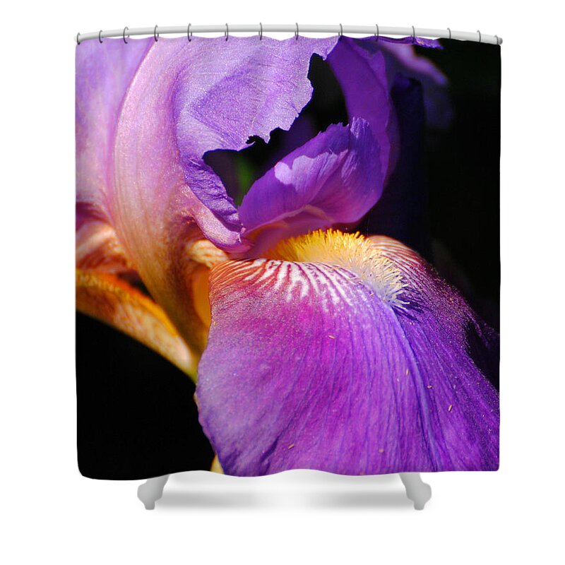 Beautiful Iris Shower Curtain featuring the photograph Purple and Yellow Iris Close Up II by Jai Johnson