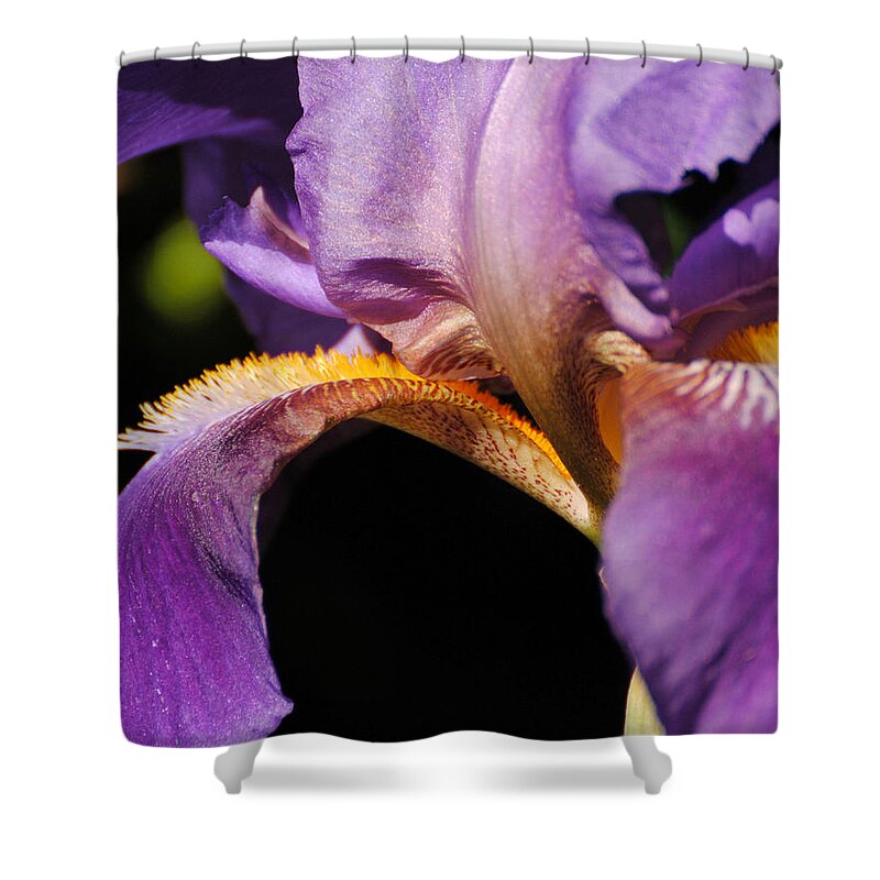 Beautiful Iris Shower Curtain featuring the photograph Purple and Yellow Iris Close Up by Jai Johnson